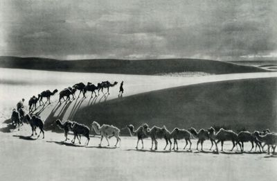 Camel Caravan  