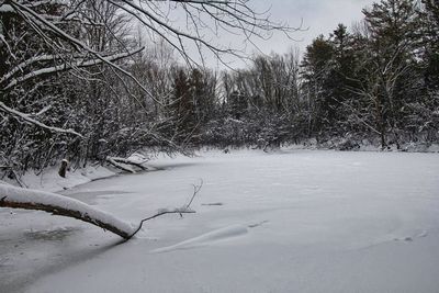 The Beaver Pond