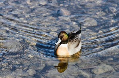 Hybrid Duck