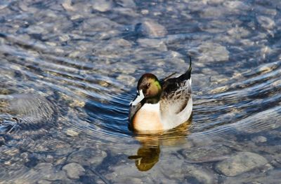 Hybrid Duck  