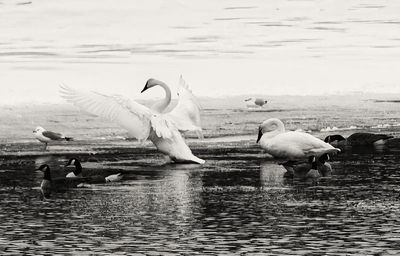 Swans  