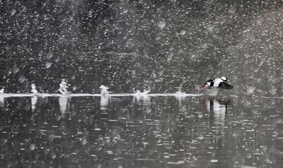 Bufflehead Taking Off