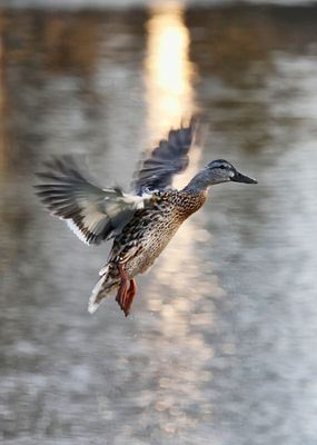 Flying Mallard