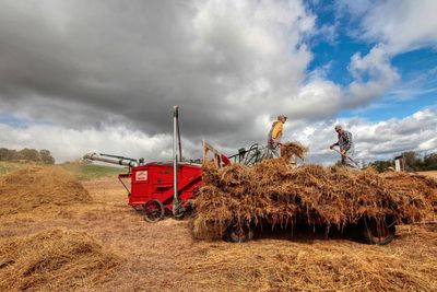 Threshing  