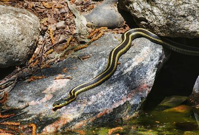 Garter Snake 