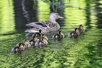 Duck and Ducklings  