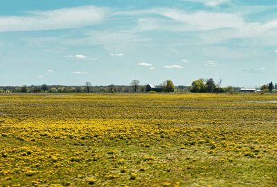 Dandelion Country