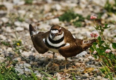 Killdeer and Clover