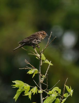 Song Sparrow  