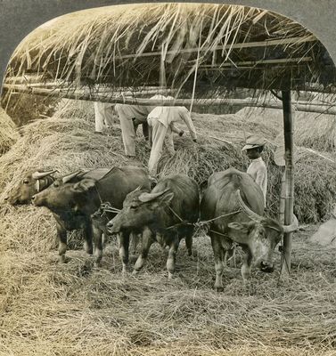 Threshing out Rice 