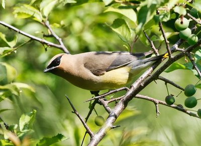 Cedar Waxwing  