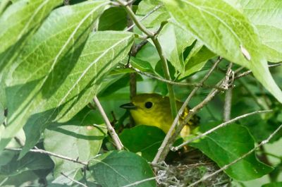 Yellow Warbler on Nest  