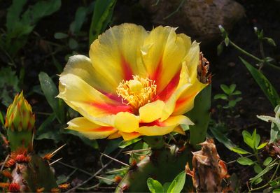 Prickly-pear Cactus  