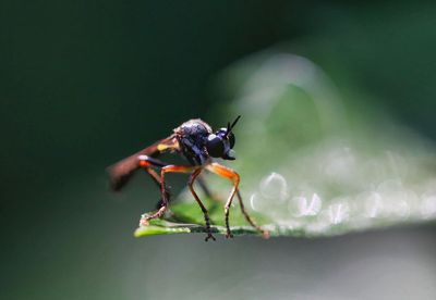 Slender Robber Fly