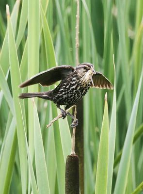 Blackbird with Bug  