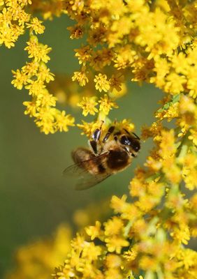 Bee in the Goldenrod  
