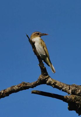 Vireo