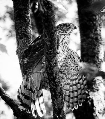 Coopers Hawk BW  