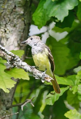 Juvenile Great Crested Flycatcher