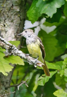 Juvenile Great Crested Flycatcher 