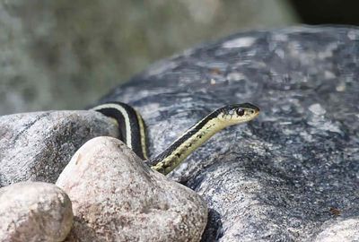 Garter Snake  