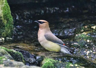 Waxwing 