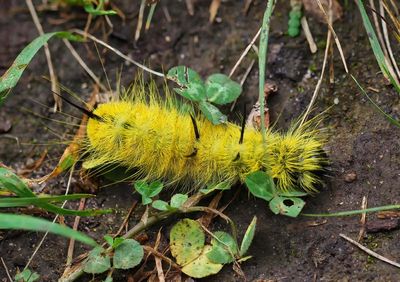 American Dagger Moth Caterpillar 