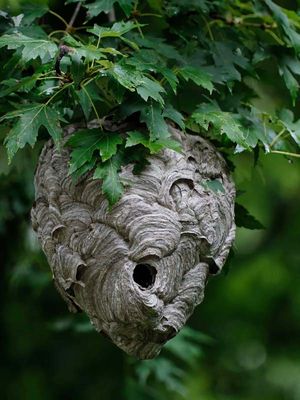 Bald-faced Hornet's Nest  