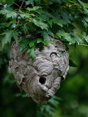 Bald-faced Hornet's Nest