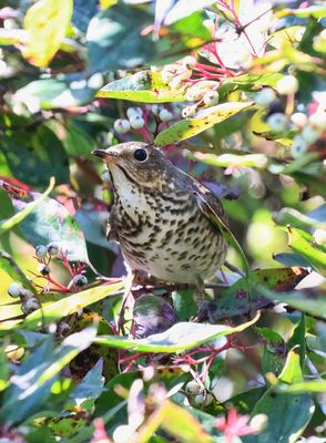 Hermit Thrush