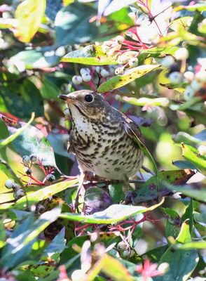 Hermit Thrush 