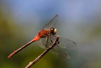 White-faced Meadowhawk  