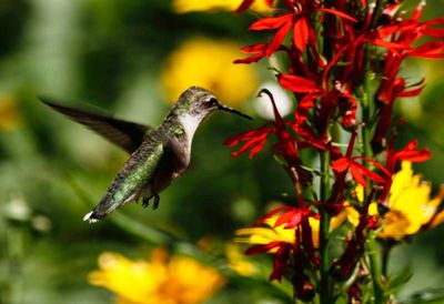 Hummer III