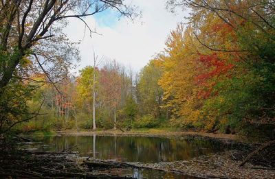 The Pond  