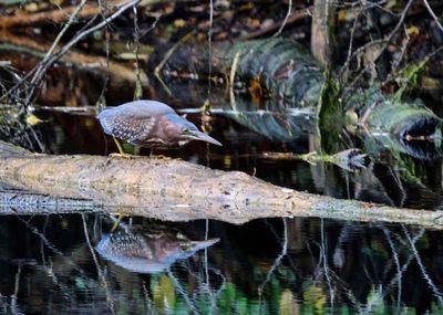 Green Herron