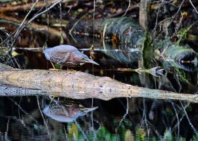 Green Herron  