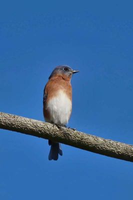 Eastern Bluebird  