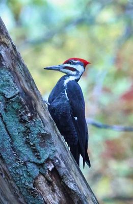 Pileated Woodpecker  