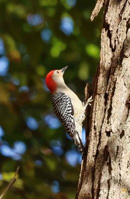 Red-bellied Woodpecker  