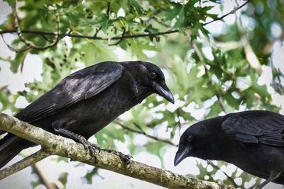 Crows