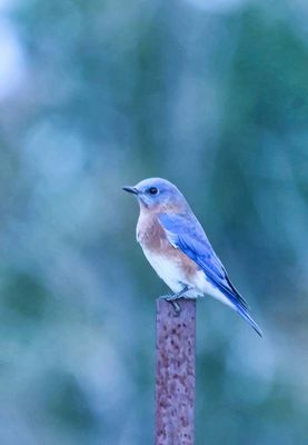 Eastern Bluebird  