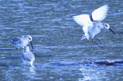 Sandpipers