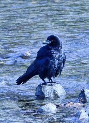 Crow  