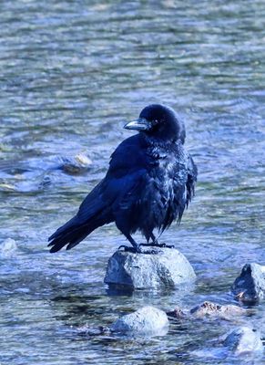 Crow