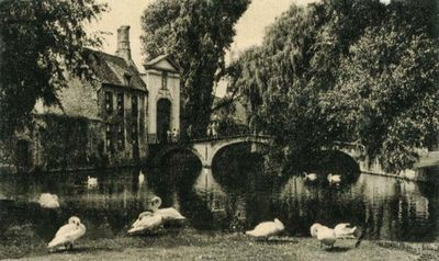 Swans in Bruges  