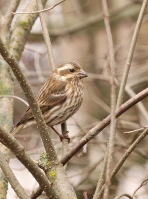Female Purple Finch