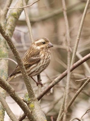 Female Purple Finch 