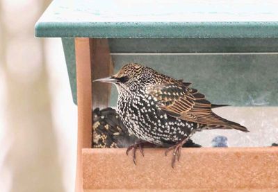 Starling  