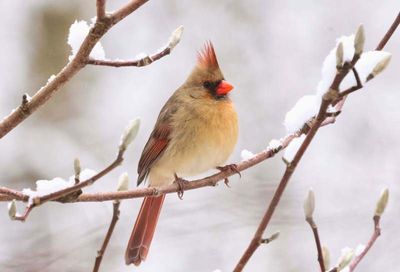 Female Cardinal  