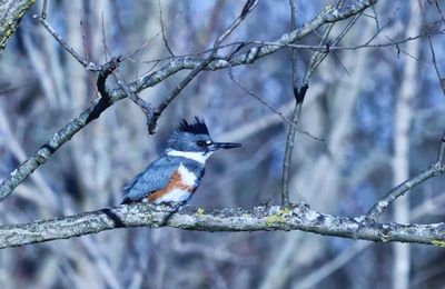 Belted Kingfisher  